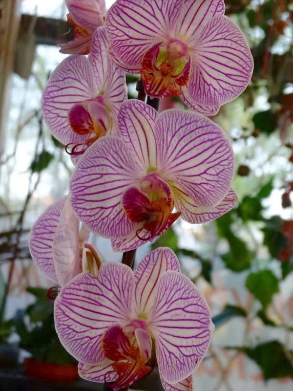 Нежная орхидея - Натала ***