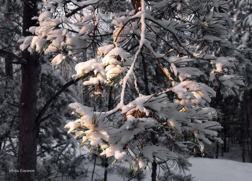 И снегопад цветами января... - Лесо-Вед (Баранов)