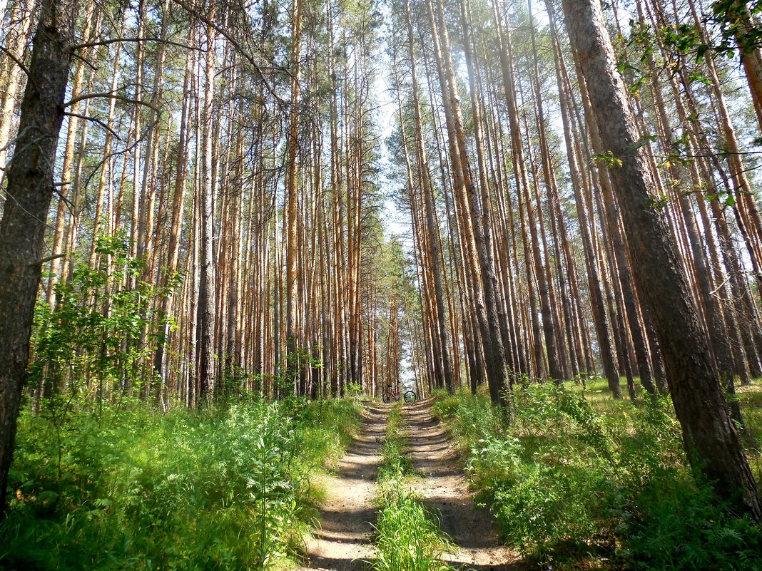 В сосновом лесу - Надежда 