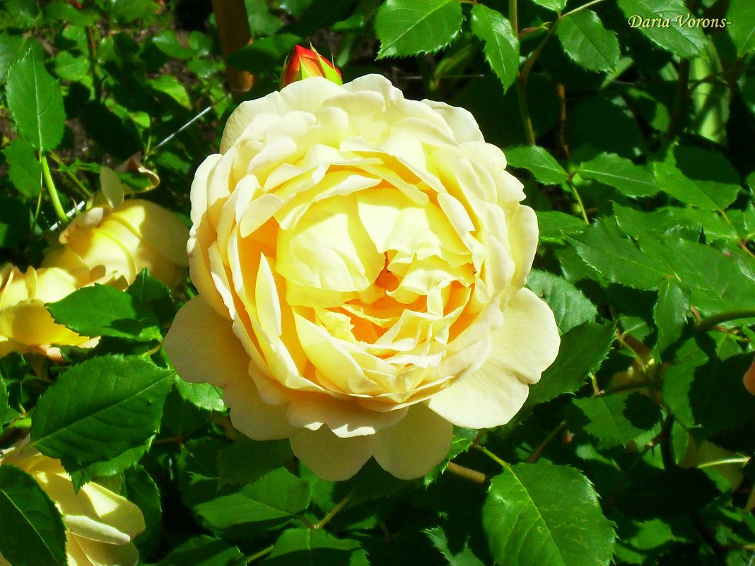 Роза Золотая Дания