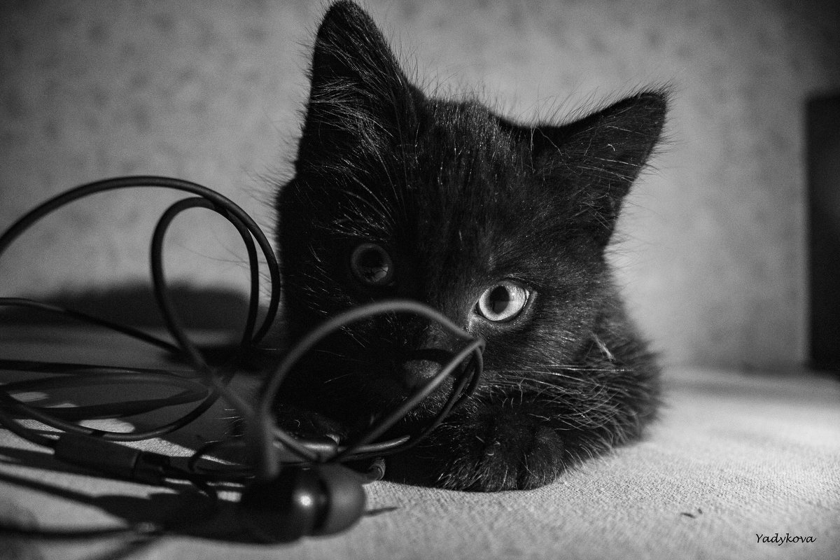 Кузя черный кот - Мария Белая