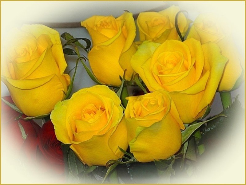 Желтые розы для друзей! - Натала ***