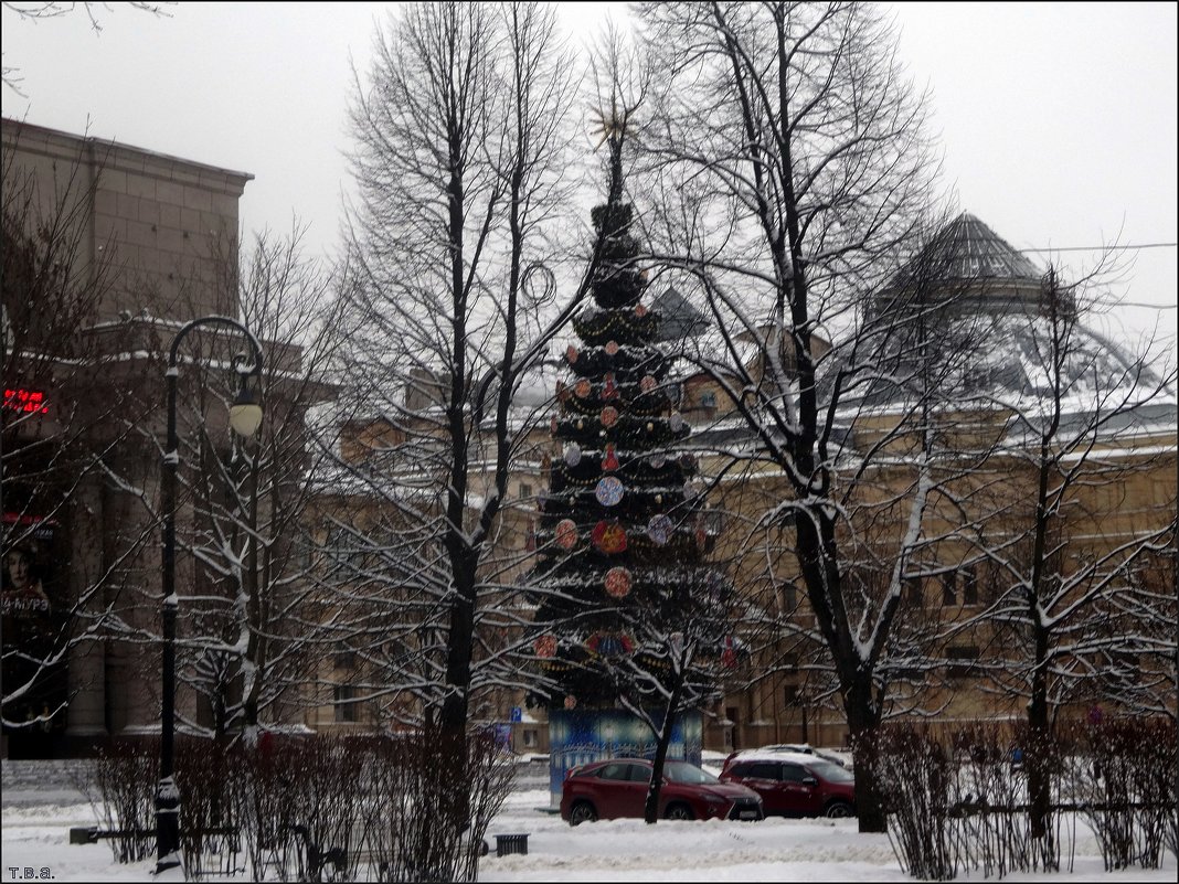 Новогодняя ель в Александровском парке - Вера 