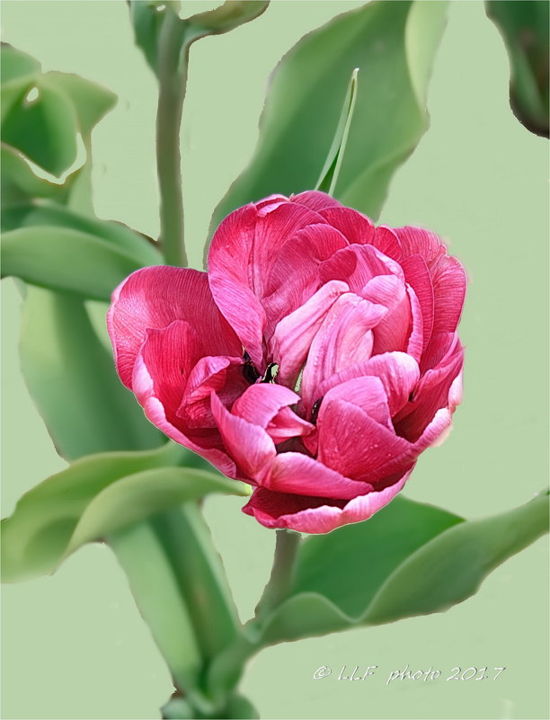 Тюльпаны - Liudmila LLF