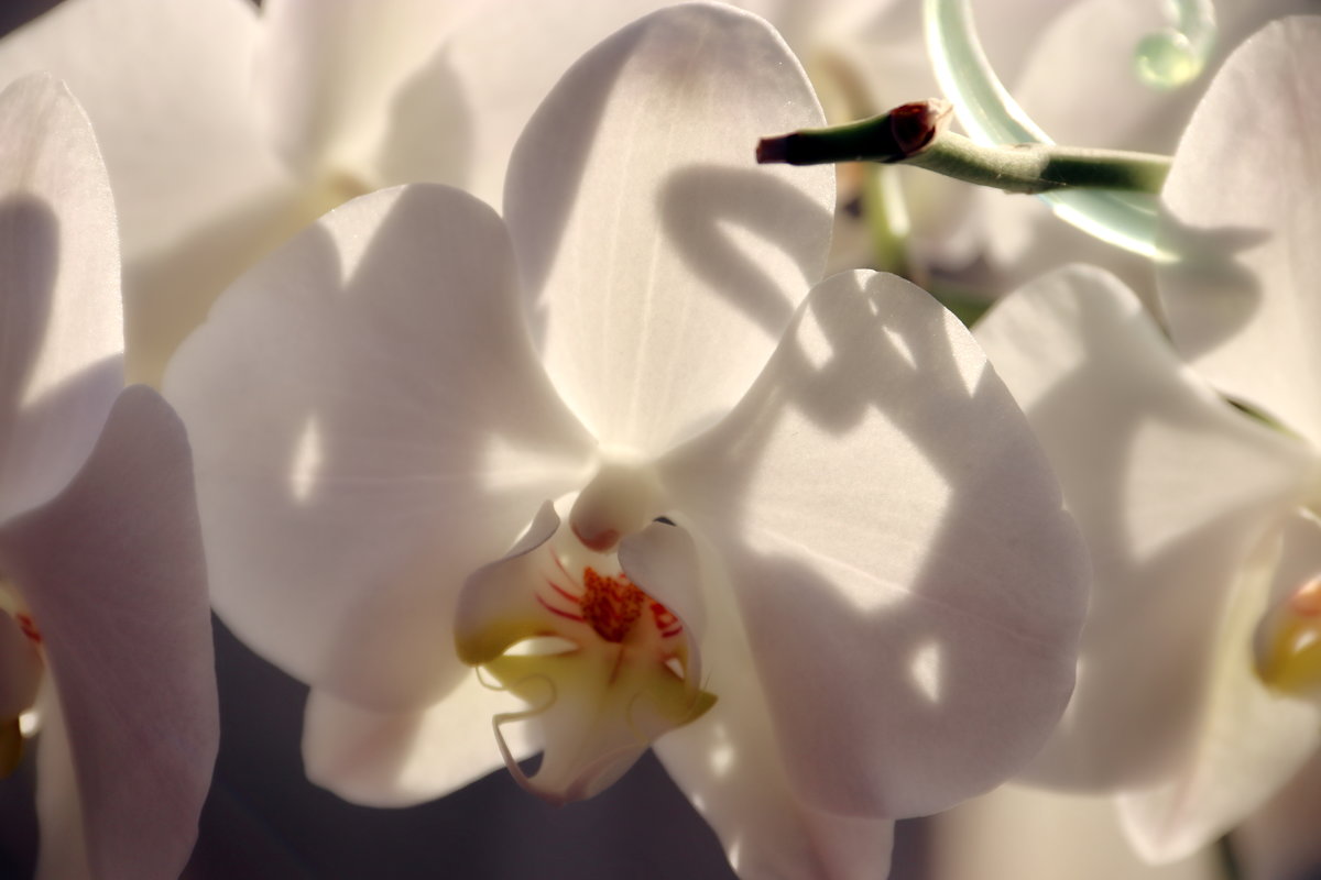Туманность орхидеи... - Любовь С.