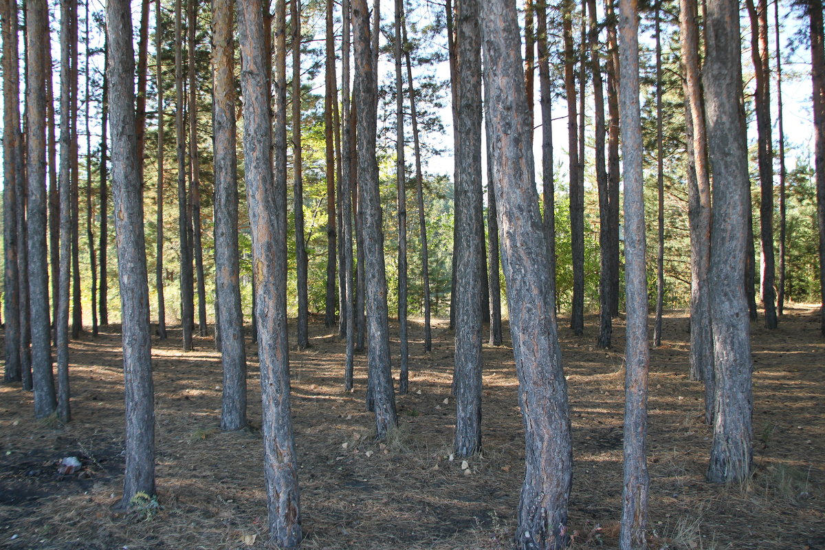 В нашем лесопарке - Олег Афанасьевич Сергеев