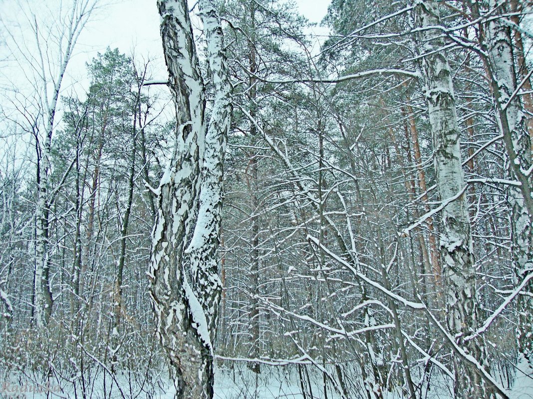 Морозно - Raduzka (Надежда Веркина)