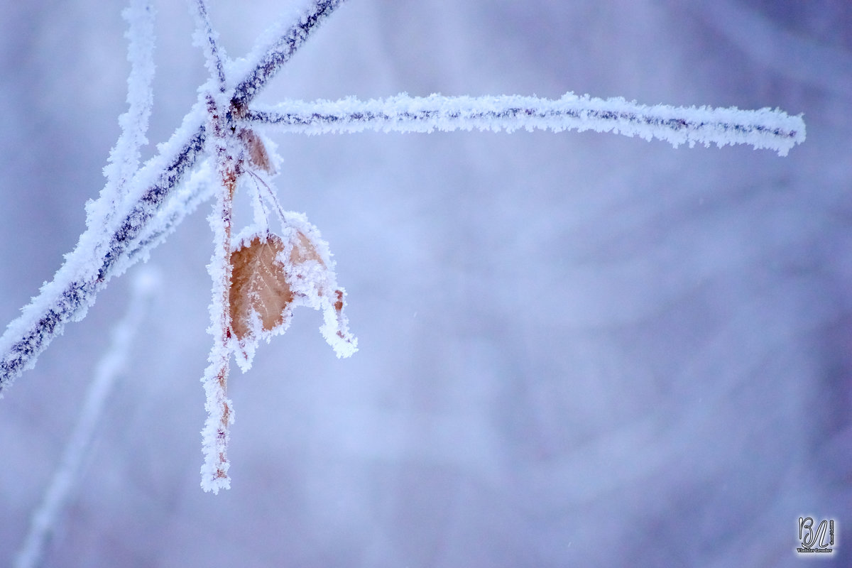 Снежные зарисовки ❄ - Владислав Левашов