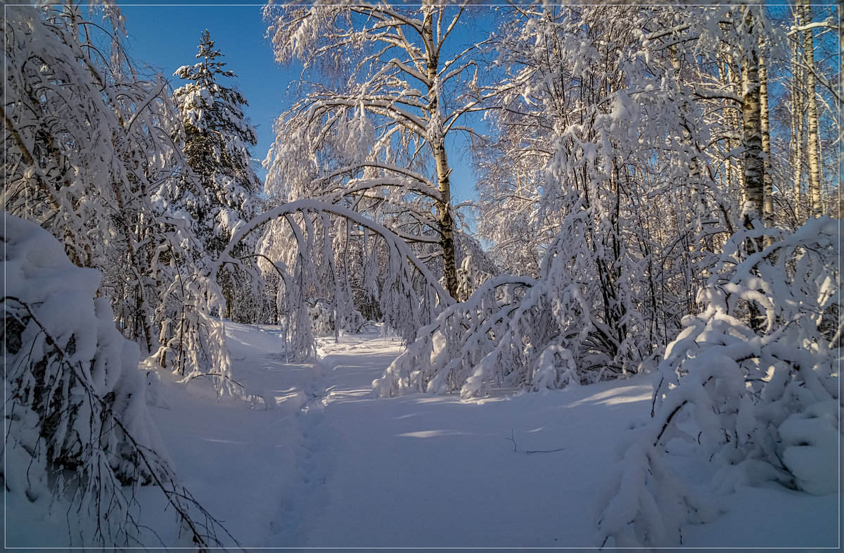 Утро в зимнем лесу - Андрей Дворников