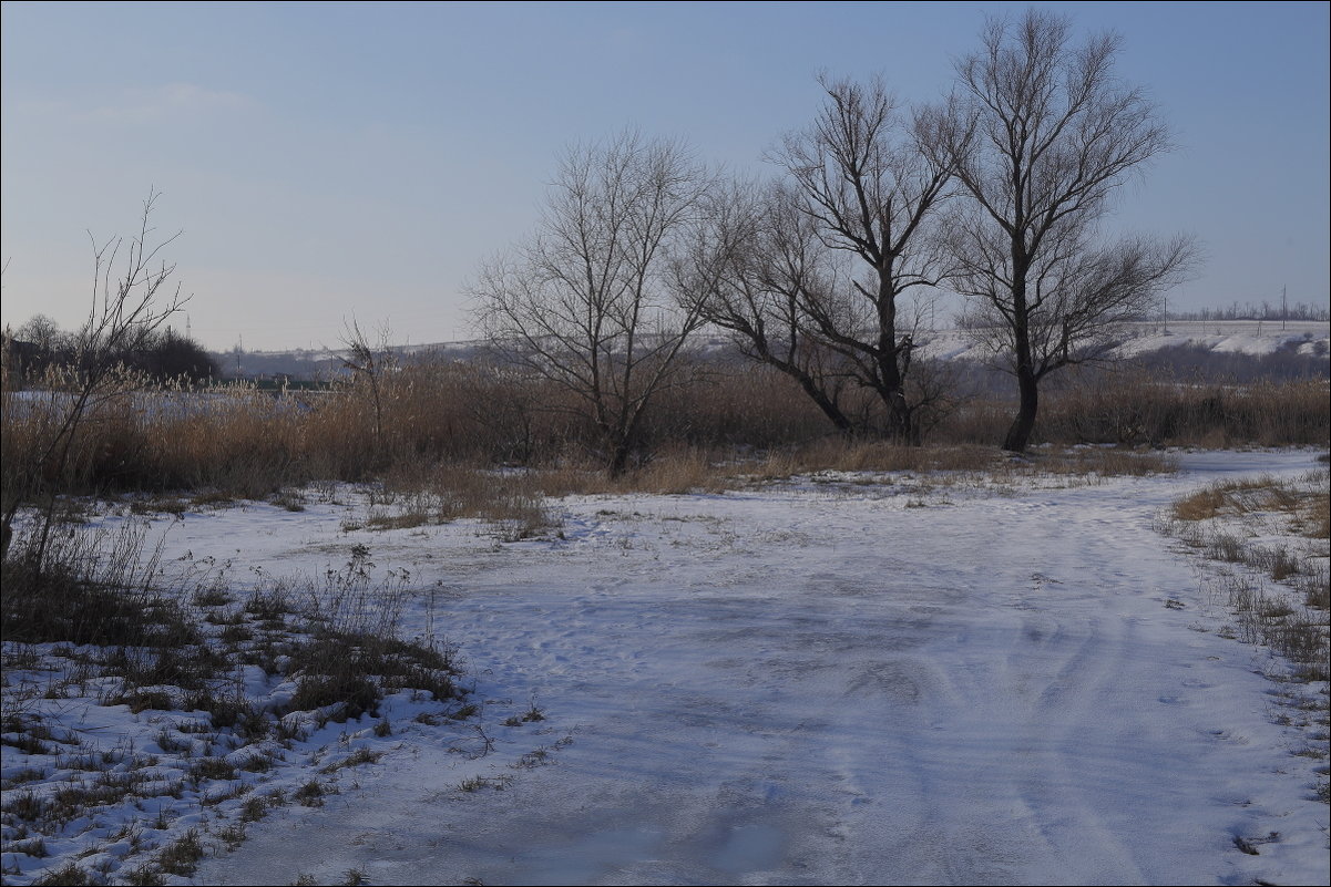 Деревья в январе - Владимир Стаценко