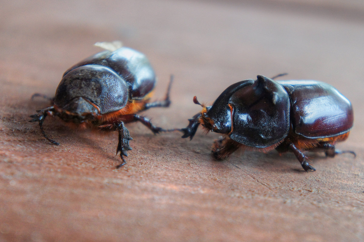 Жук-носорог (Oryctes nasicornis) - Eugene A. Chigrinski