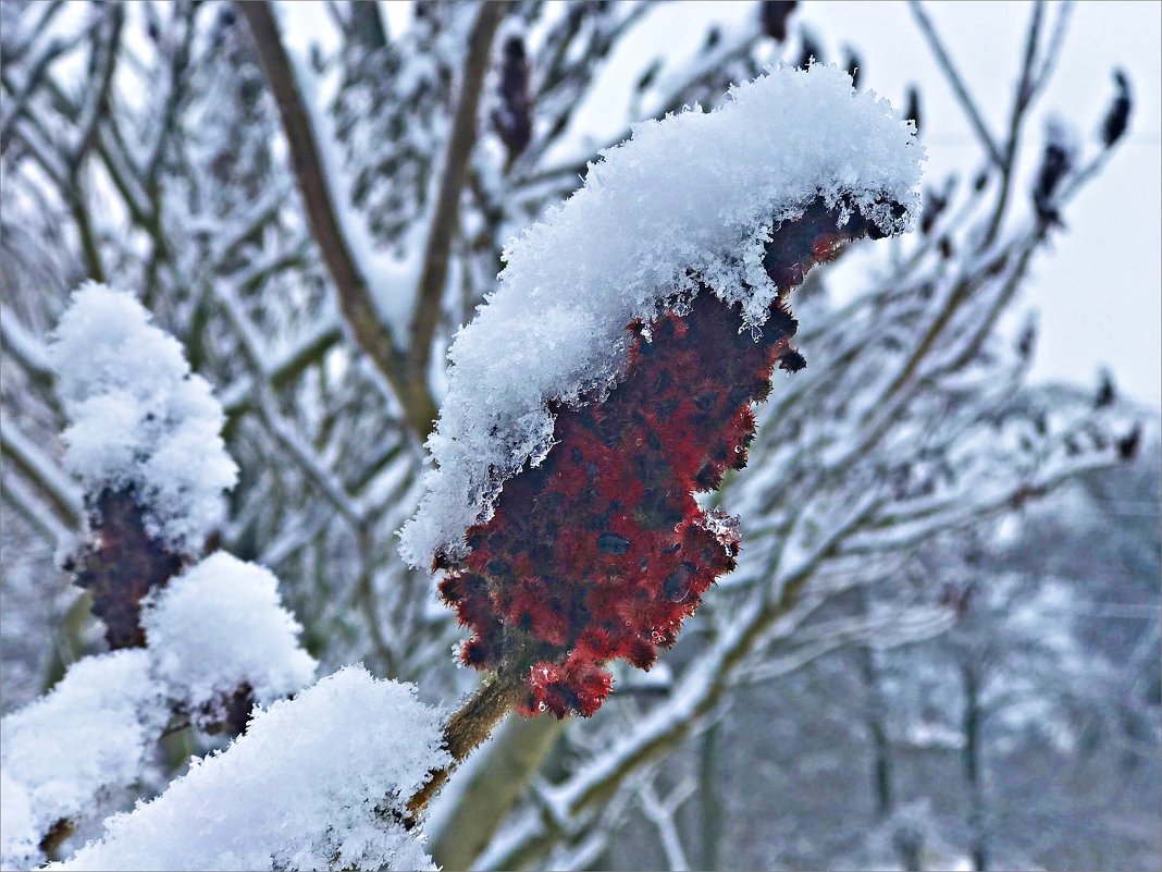 Сумах. - Валерия Комова