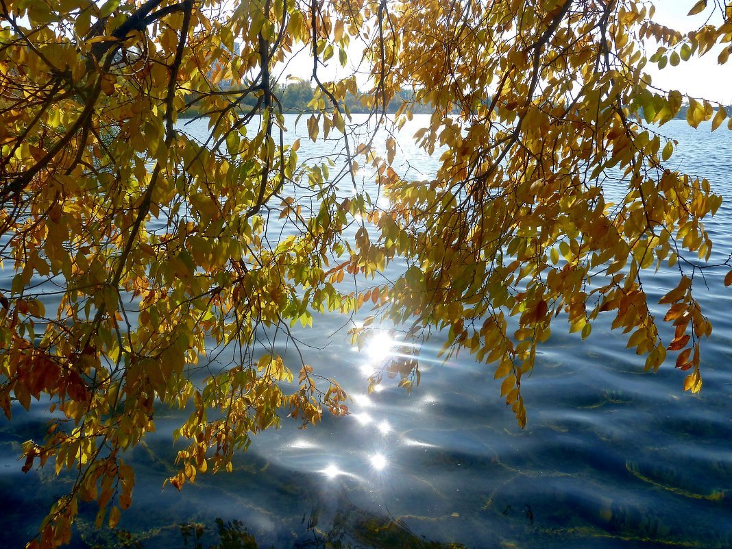 Солнечные блики на воде. - Зоя Чария