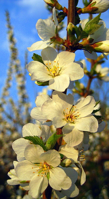 Цветение войлочной вишни. - оля san-alondra