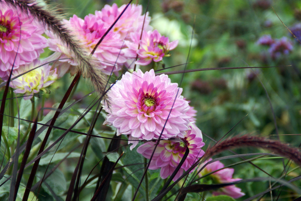 flowers - Jerzy Hermanowicz