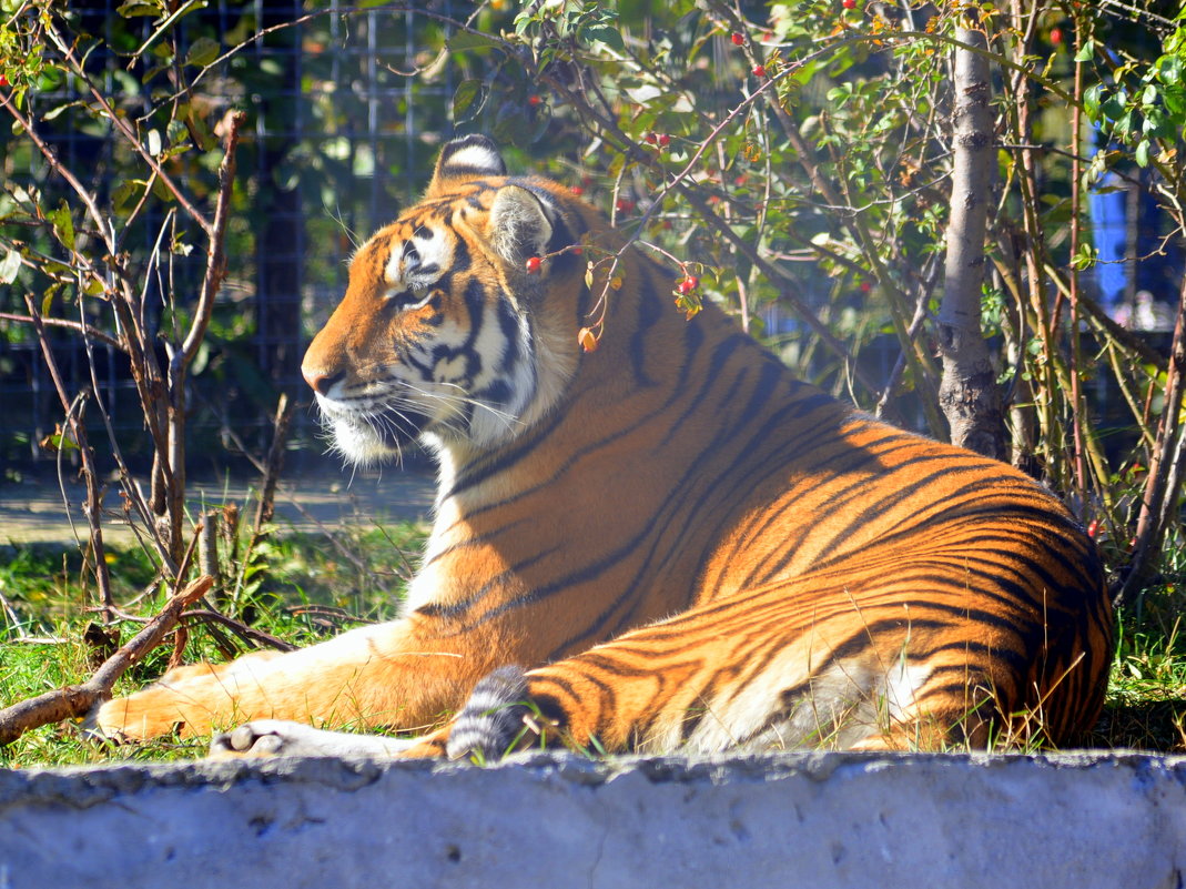 Sunny tiger