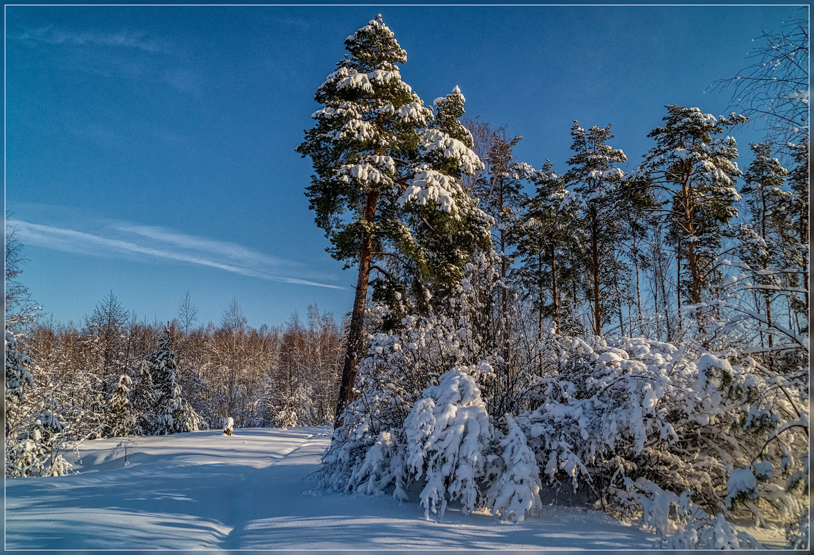 Утро в зимнем лесу 3 - Андрей Дворников