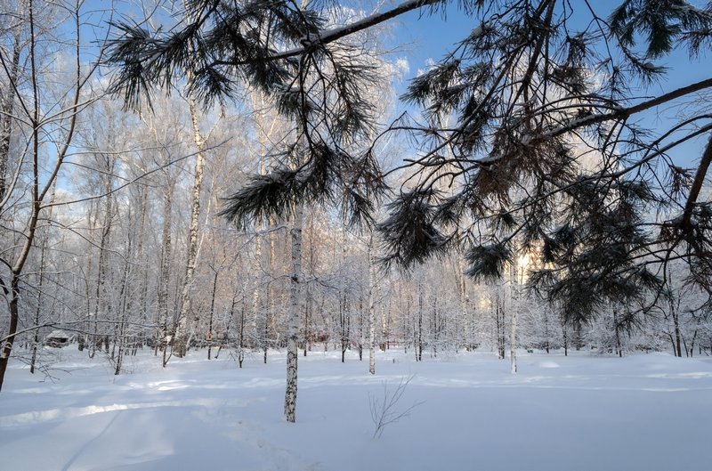 зимний лес - анатолий 