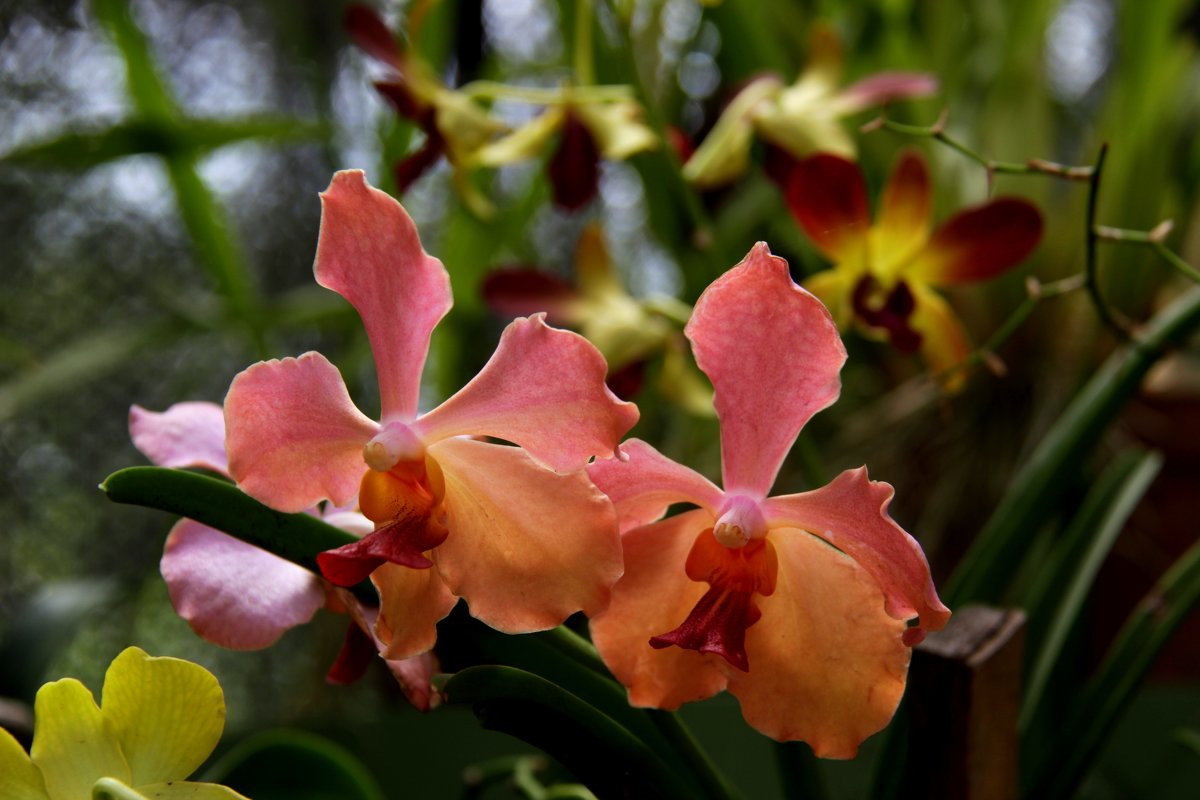 Орхидеи - Любовь 