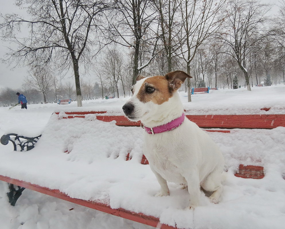 Что нам снег.....Гуляем в любую погоду) - Liliya Kharlamova