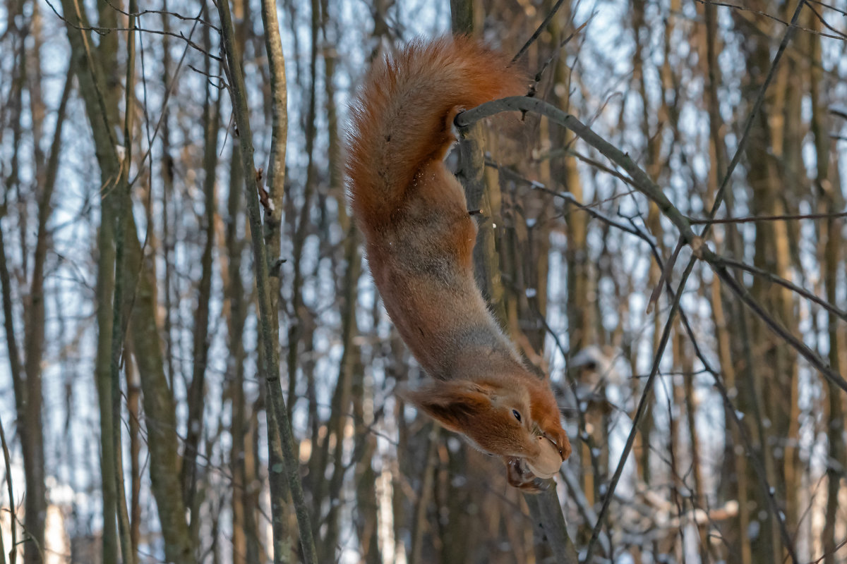 *** - Viktor Makarov