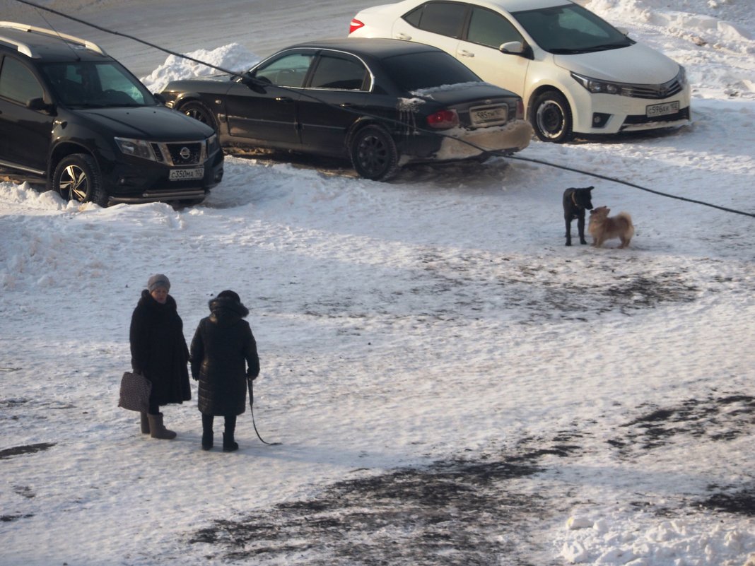 Встреча на прогулке. - Ильсияр Шакирова