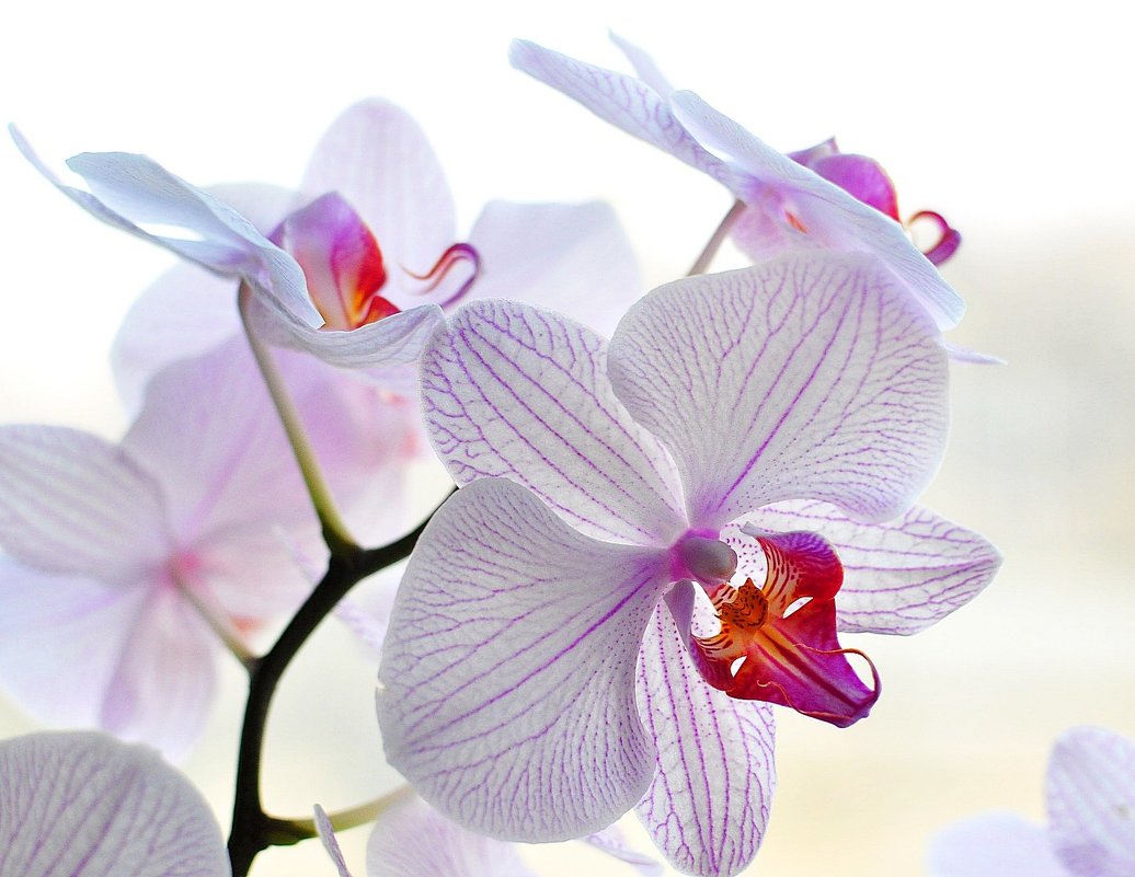 орхидеи - Лариса Крышталь 