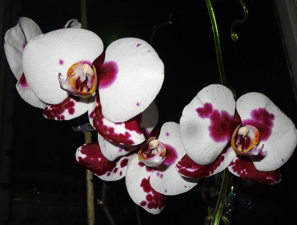 Орхидея" Ева весенний цвет" - Натала ***
