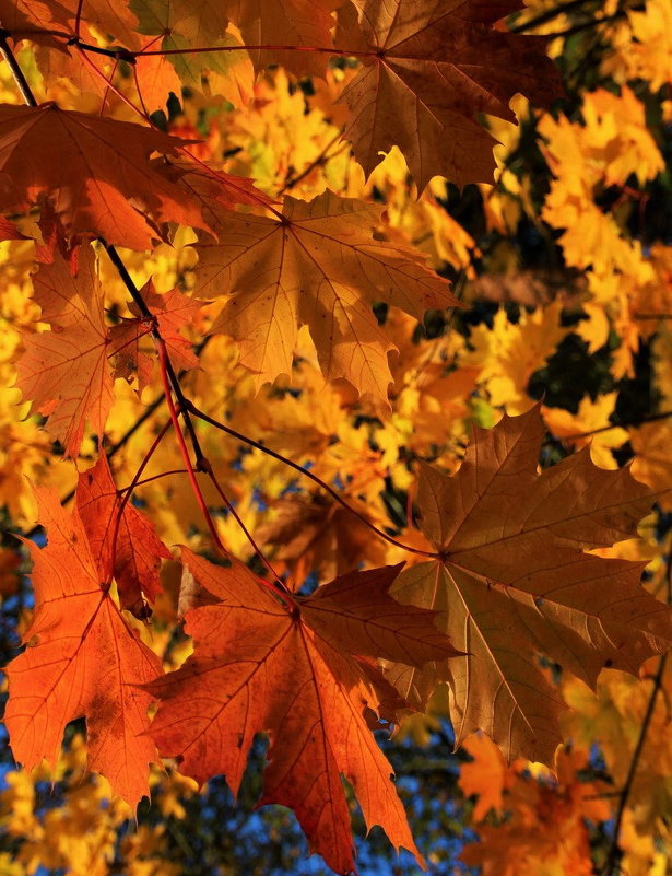 На жилах листьев клена — музыканты отображали красочный октябрь - Татьян@ Ивановна