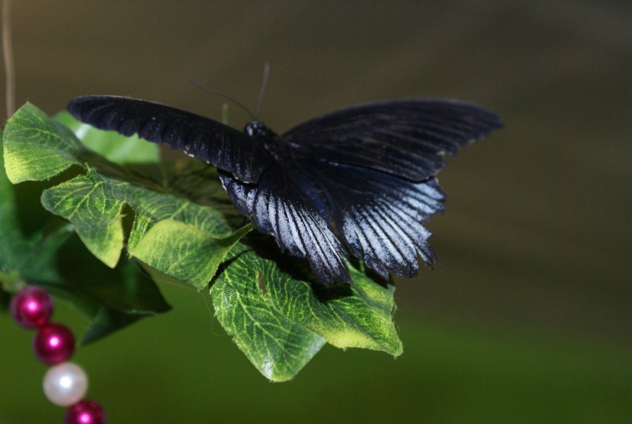 бабочка - Ксения Павлова