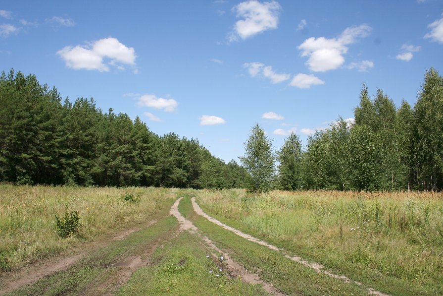 Дорога к лесу - Андрей Трухачев