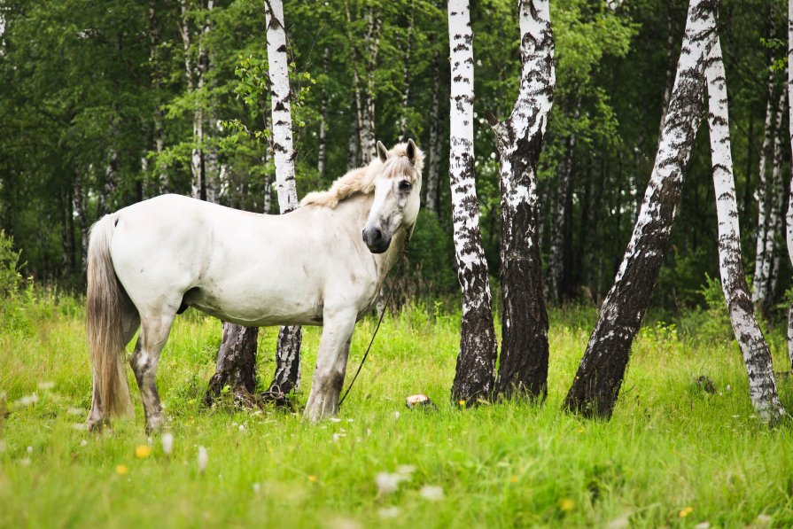 Лошадь на лугу - Никита Мельников