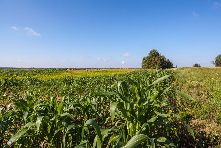 Пейзаж с кукурузой - Олег Артамонов