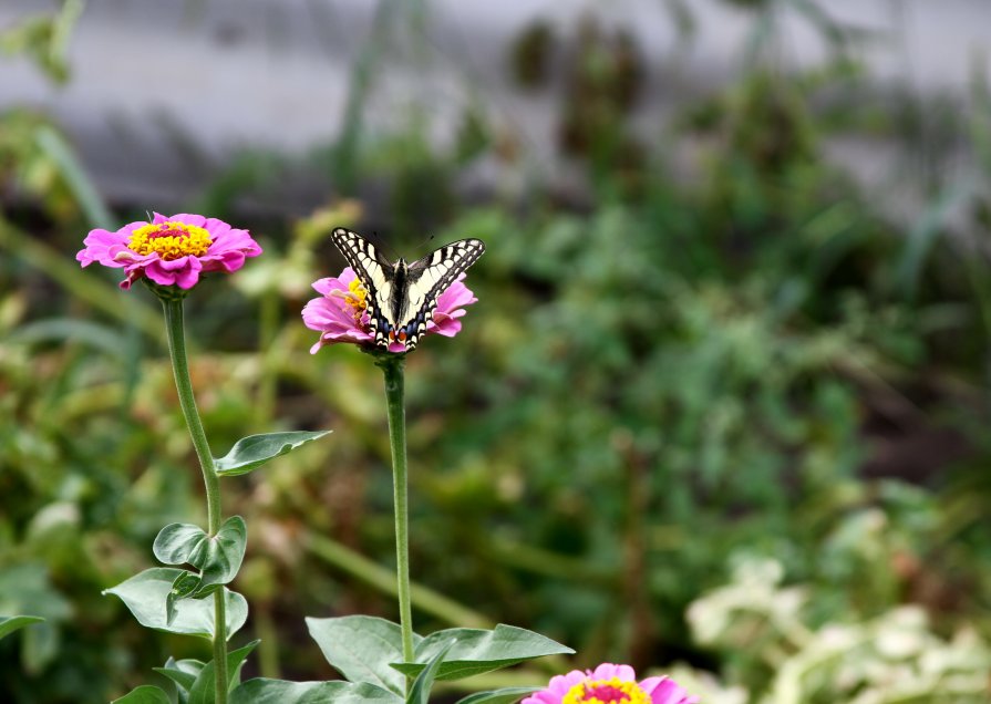 бабочка на цветах - Павел Бахарев