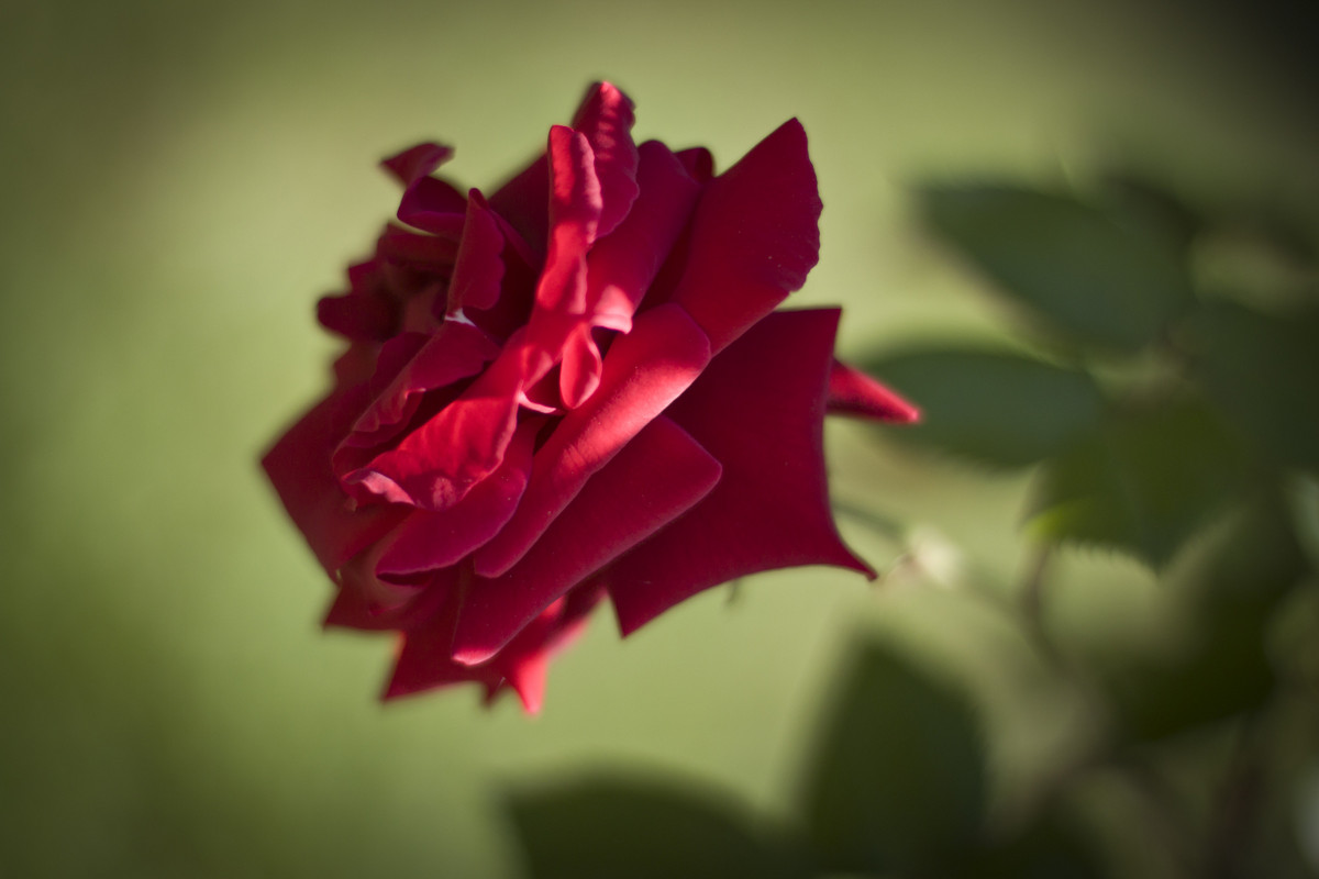 Красная роза - Людмила Белая
