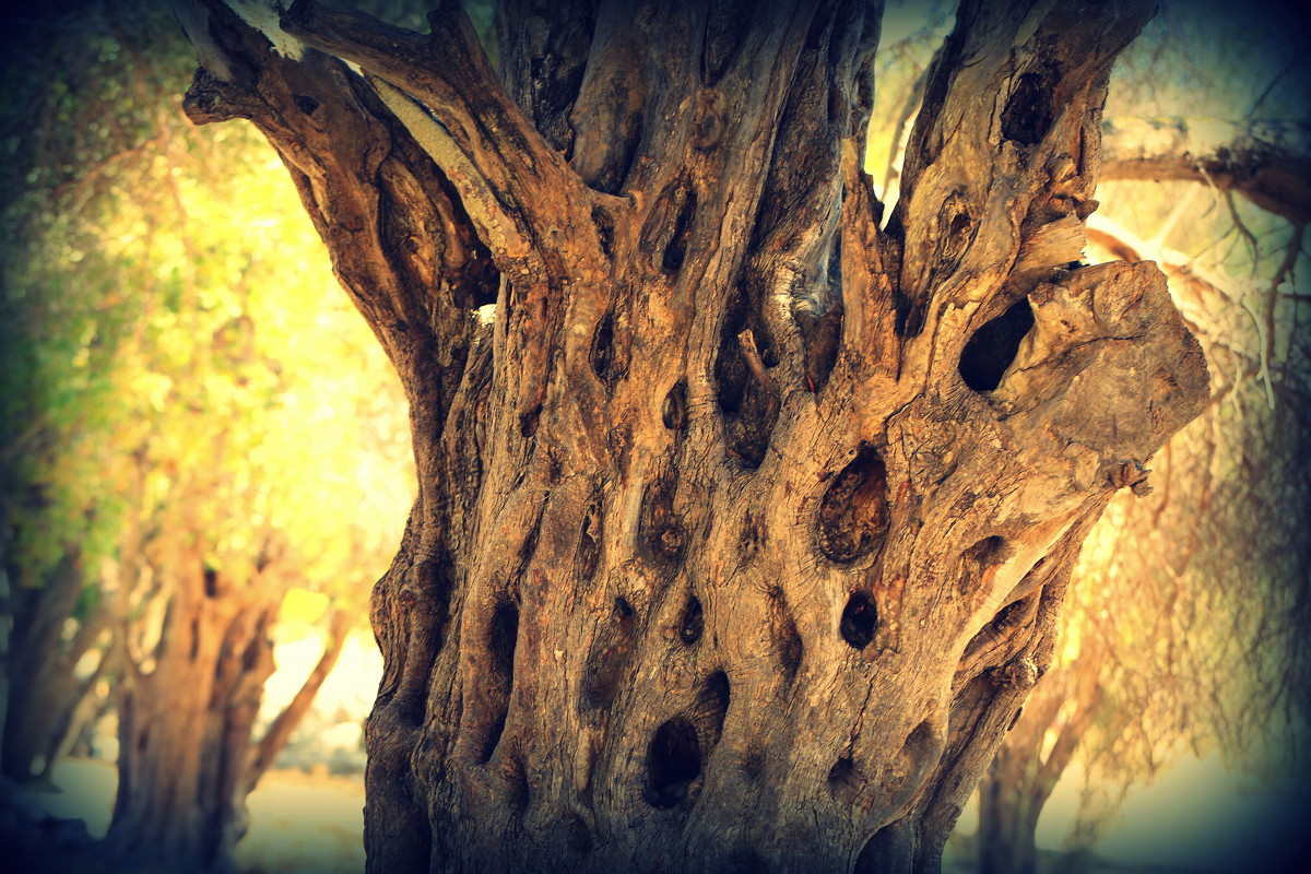 многовековое древо - Ксения Халяпина