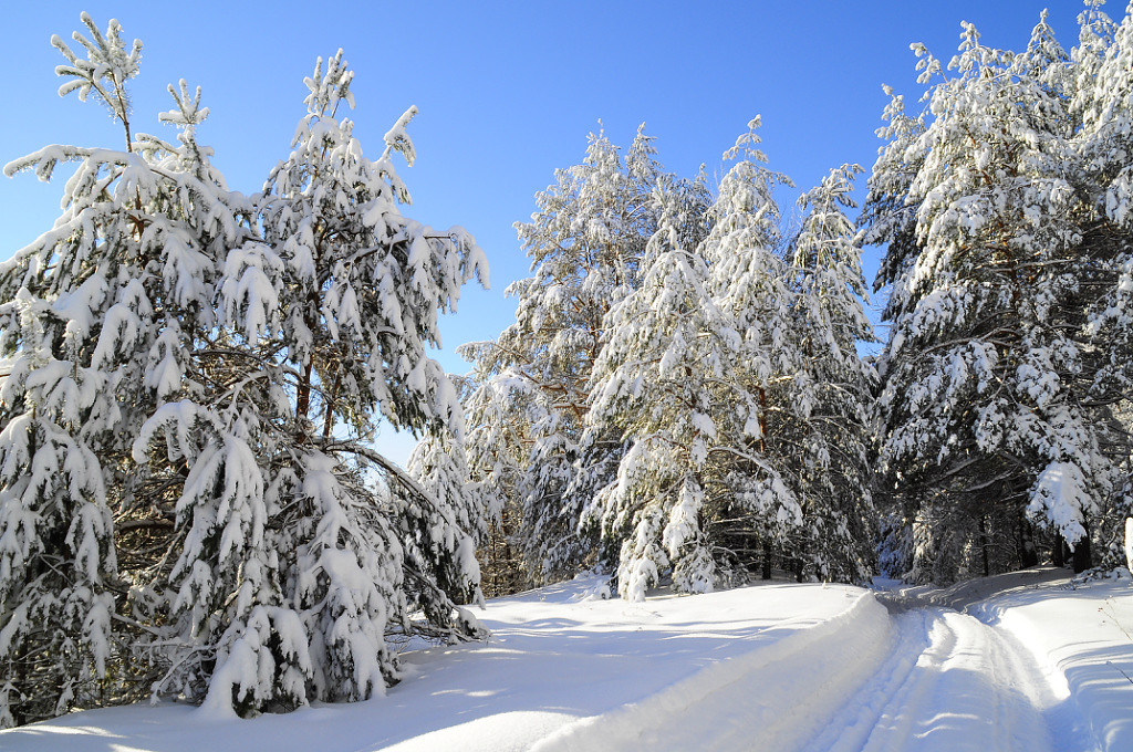 Зимний лес - levonchik stepanyan