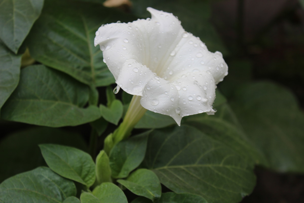 цветок после дождя - Светлана 