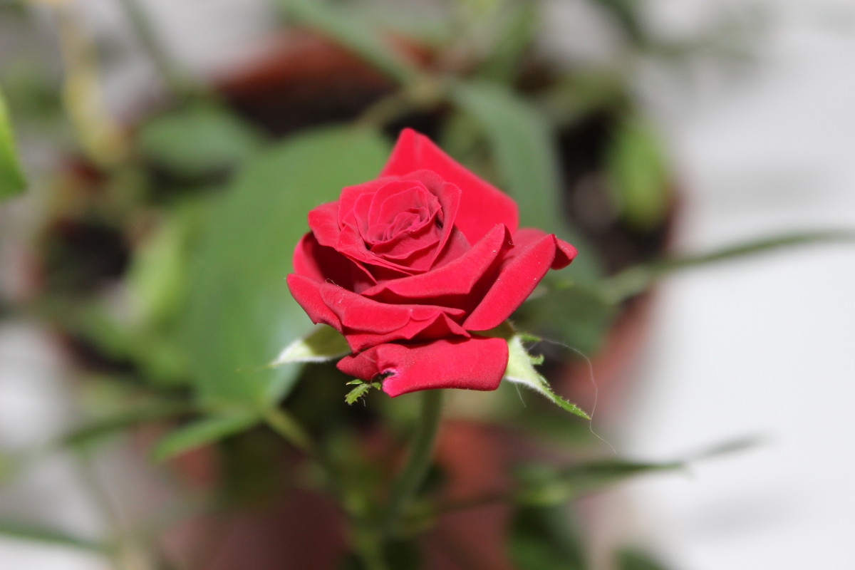 прекрасная роза - Светлана 
