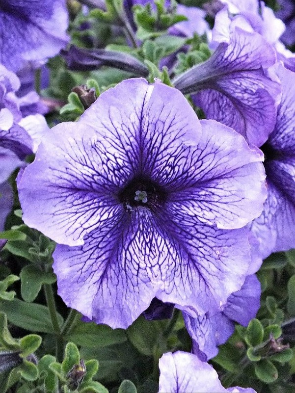 Фиолетовый цветок - Алёна Бакерина