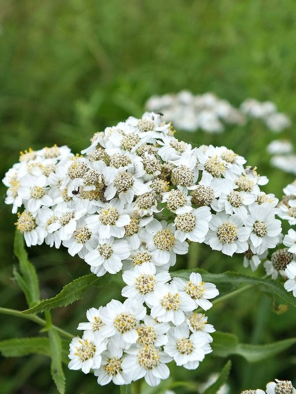 Белые цветы - Алёна Бакерина