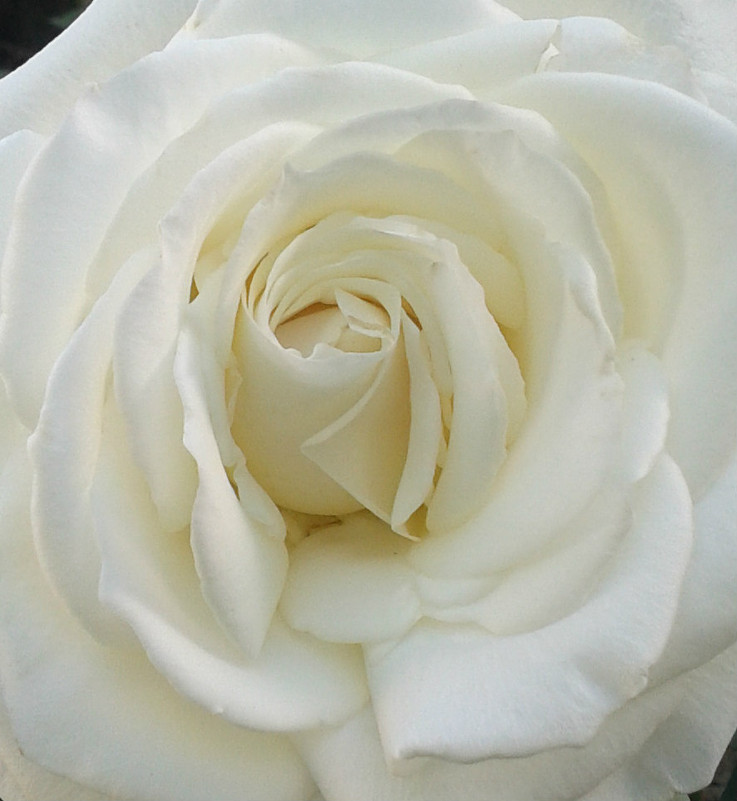 белая роза - Ольга 