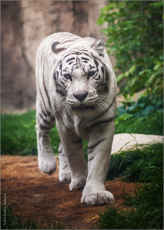 Тигр бенгальский (Panthera tigris bengalensis). - Дарья Даркина
