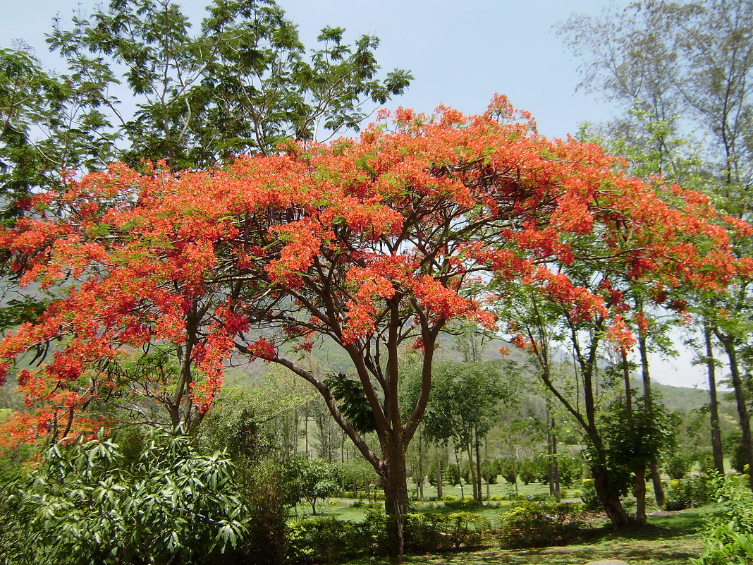 Цветущее дерево - kitab 