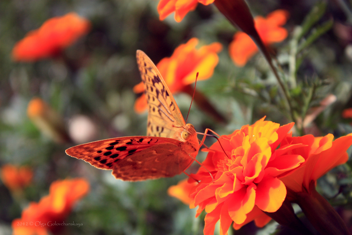 Argynnis adippe — Перламутровка Адиппа - Ольга Головчанская