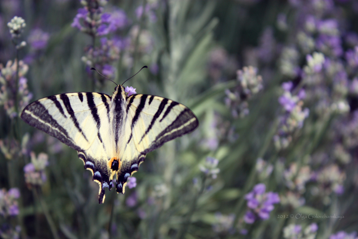 Iphiclides podalirius — Парусник Подалирий - Ольга Головчанская