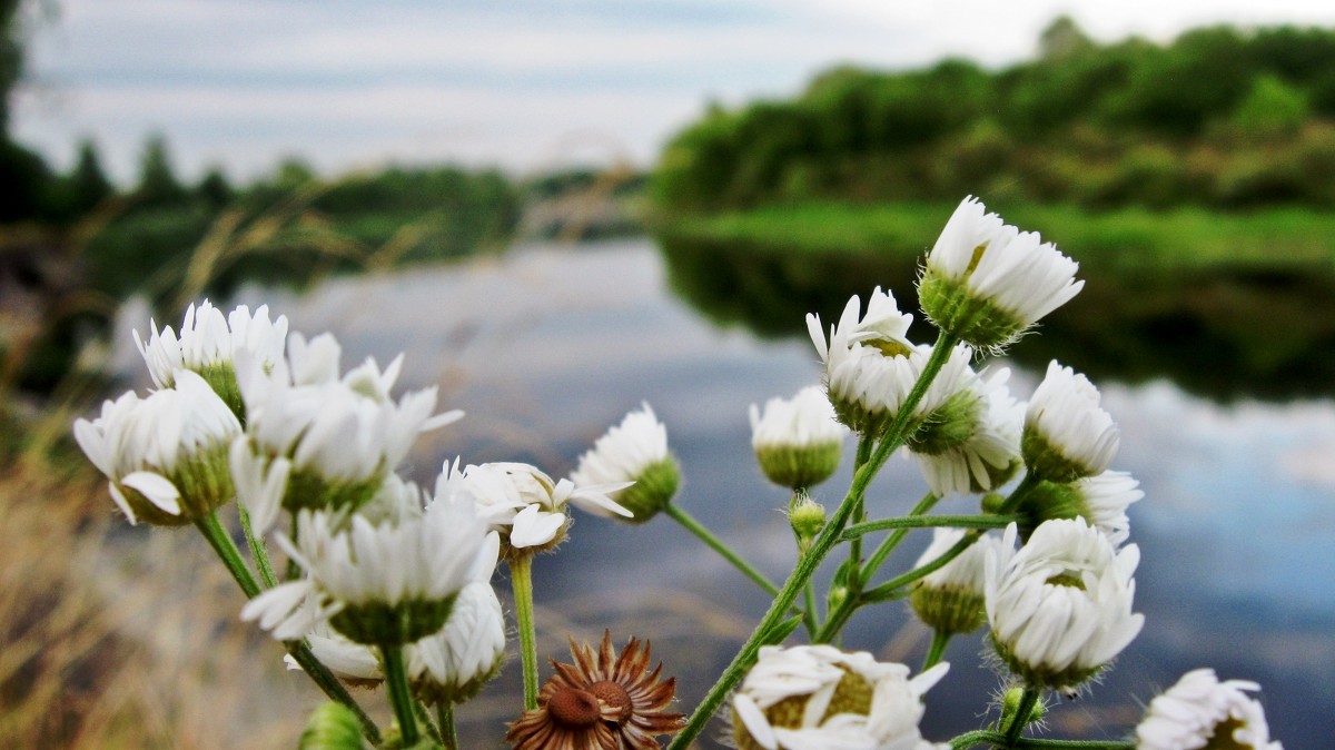 полевые цветы и река - Катя Кузьменко