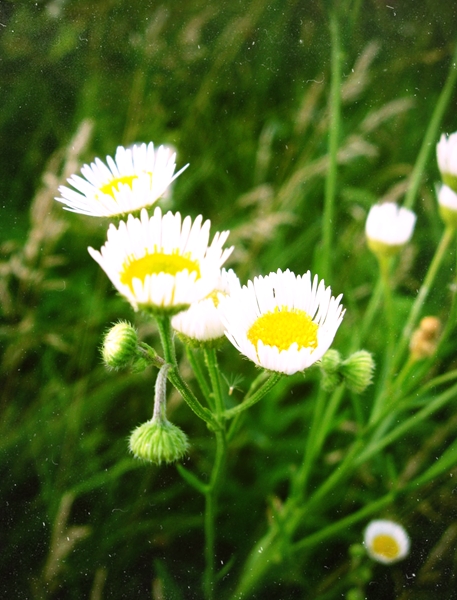 полевые цветы - Катя Кузьменко