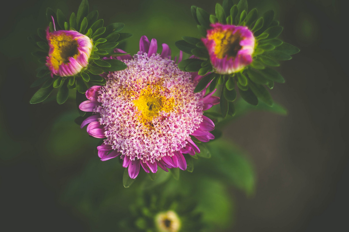 asters... - Ira Oleynik