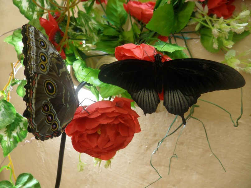 выставка бабочек - Валерия Яскович